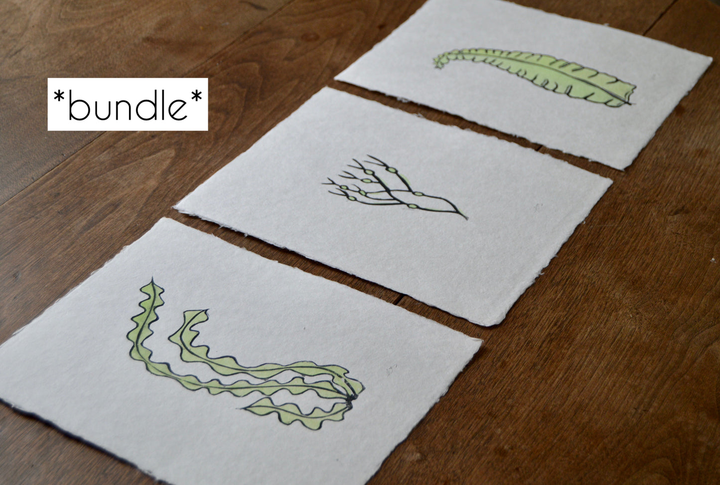 Seaweed Prints On Handmade Paper